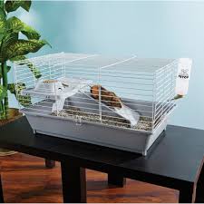 Maybe you would like to learn more about one of these? You Me Guinea Pig Starter Kit Petco