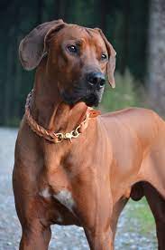 shangani le petit prince rhodesian ridgeback tierheim hunde hunde tiere hund