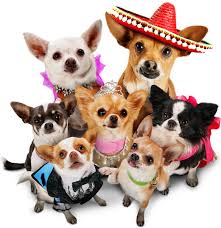 Beverly Hills Chihuahua Presented By Disney Movies Beverly Hills Chihuahua Chihuahua Puppies Chihuahua
