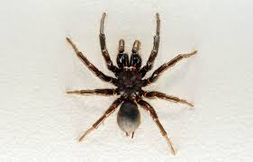 This is usually a burrow or crevice lined with silk which opens up in a seek medical aid as quickly as possible. Sydney Funnel Web Spider Atrax Robustus