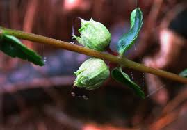 Image result for Hedbergia