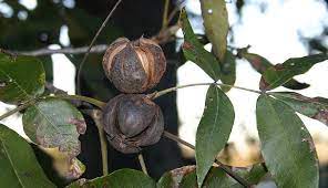 The trees tend to bear heavy and light crops in alternate years. The Shagbark Hickory Nut The Art Of Eating Magazine