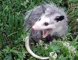 I Love Opossums On Instagram Aaaaaaaaaaaaa Opossum Opossumsofinstagram Opossumlife Opossummemes Opossums Cute Possum Awesome Possum Opossum Possum