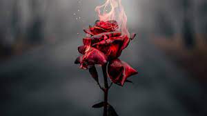 432pixels x 653pixels size : Kumpulan Gambar Bunga Mawar Hd Gambariku
