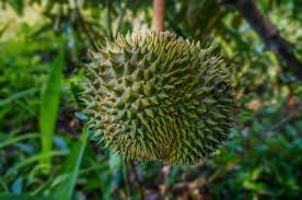 The fruit is ovoid, almost round in shape, and about 5 to 6 in. Growing Durian Fruit In Backyard At Home Gardening Tips