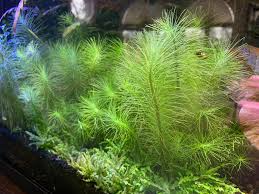 Image result for Pogostemon rogersii