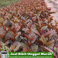 Jambu australia menjadi jenis jambu merah yang cukup mencolok dari segi warnanya karena memiliki warna yang merah, berbeda dengan jenis jambu biji yang lainnya. Pusat Distributor Grosir Eceran Jual Bibit Tanaman Buah Jambu Biji Merah Australia Langka Murah Online Di Kota Kabupaten 12 Samudrabibit Com