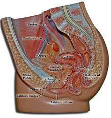 Study For Medicine Medical Mnemonics And Mcqs Anatomy Of The Female Reproductive System Facebook