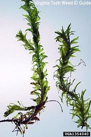 Image result for Elodea