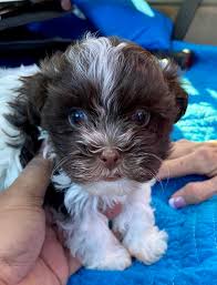 These havanese puppies are intelligent, gentle, and friendly. About The Breeder Heaven Sent Pedigree Pups