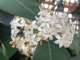 Image result for Acokanthera oblongifolia