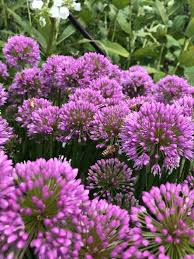 Image result for Urochloa xantholeuca