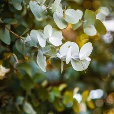 Image result for Eucalyptus