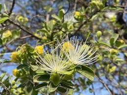 Image result for Maerua