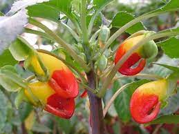 We did not find results for: Full Size Picture Of Congo Cockatoo Parrot Plant African Queen Queen Congo Garden Plant Pots Plants Full Shade Plants