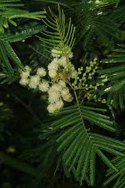 Image result for Acacia mearnsii