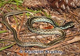 Snake Identification Common Garter Florida Museum Of Natural History