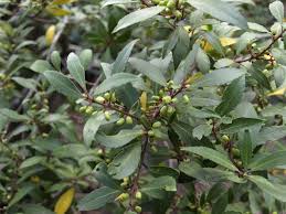 Image result for Maytenus undata