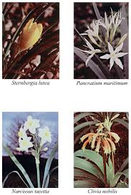 Chemistry Biology And Medicinal Potential Of Narciclasine And Its Congeners Abstract Europe Pmc