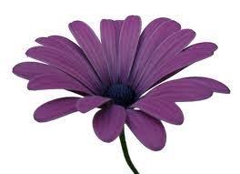 Dora McGee Obituary (2010)