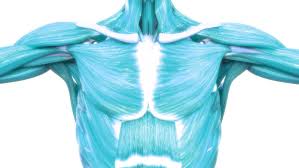 Als trichterbrust (pectus excavatum) bezeichnet man eine deformität des vorderen brustkorbs, bei der durch veränderungen der knorpelverbindung zwischen brustbein und rippen das brustbein auffällig nach innen steht wodurch die vordere brustwand die form eines trichters annimmt. Poland Syndrom Kosten Risiken Behandlung Mooci