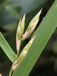 Image result for Oreobambos buchwaldii