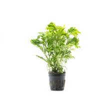 Image result for Selaginella congoensis