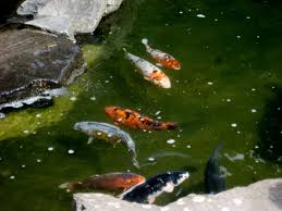 Der garten wirkt beeindruckend und gewachsen. Japanischer Garten Japanese Garden Kaiserslautern Aktuelle 2021 Lohnt Es Sich Mit Fotos Tripadvisor