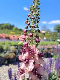 Image result for Verbascum