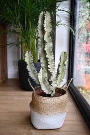 Image result for Euphorbia ingens