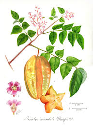 Image result for Averrhoa carambola