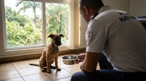 Photo Ils traînent un chiot avec une corde : en s'approchant les policiers ...