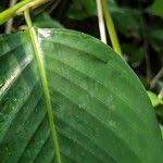 Image result for Marantochloa purpurea