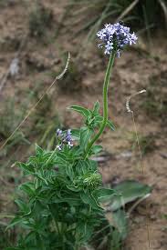 Image result for Pentanisia prunelloides