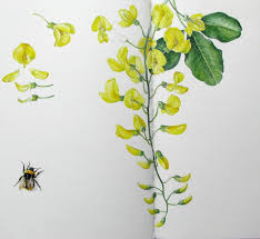 Image result for Laburnum