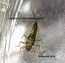 Image result for Microcoelia physophora