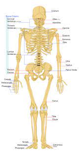 Bones in human body is the solid structure that helps in making the physical appearance of the body. File Human Skeleton Back En Svg Wikipedia