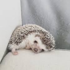 7 Tumblr Cute Hedgehog Animals Cute Little Animals