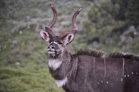 10 Animals Only Found In Ethiopia Oliberte Footwear