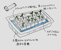 100均スポンジで野菜を作ろう 人気ブロガーのアイデア溢れる水耕栽培 マイナビ農業 水耕栽培 室内で育てるハーブ 水耕栽培 野菜