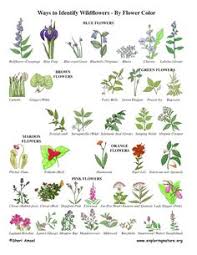 27 best plant identification for kids and parents images