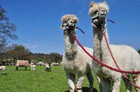 We bring our petting zoo to you! Best City Farms In London For Spotting Super Cute Animals