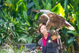 Sin 25 Best Places In Singapore Singapore Sights Bird Pictures