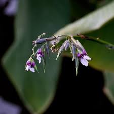 Image result for Thalia geniculata