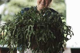 Often a christmas cactus will thanksgiving and christmas cacti in the schlumbergera family often flower twice. How To Repot A Christmas Cactus The Heirloom Lady