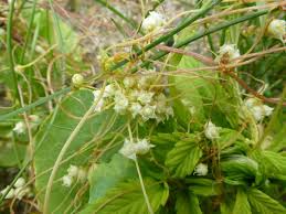 Image result for Cuscuta abyssinica