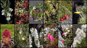 Image result for Ericaceae