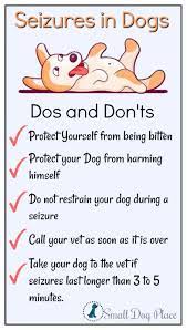 Seizures In Dogs What You Must Know To Help Your Dog