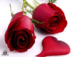 خلفيا ت ورود رومانسية 2013 اجمل ورود 2013 خلفيات مميزة جدا 2013 Rose Flower Wallpaper Red Roses Wallpaper Flower Wallpaper
