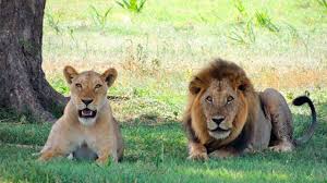 Check spelling or type a new query. Sonar Con Leones Y Leonas Que Significa Sonar Con Leones